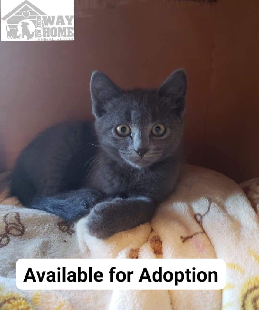 A kitten sitting on a blanket in a box. (Aundrea Wright - On Our Way Home Animal Rescue)