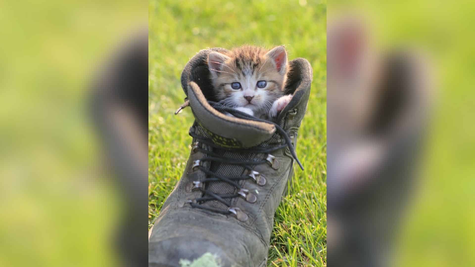 Kitten in Boot Energeticcity.ca