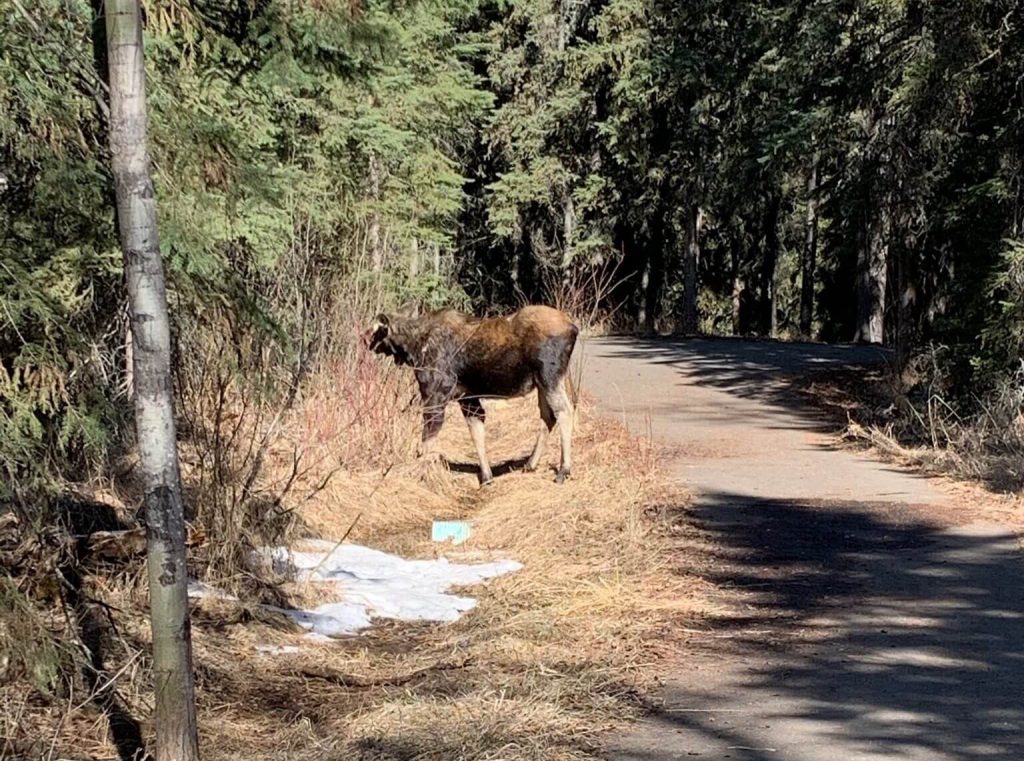 Moose spotted in community forest north of Fort St. John