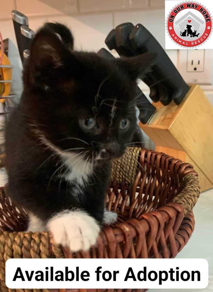 A kitten in a basket on a counter. (Aundrea Wright - On Our Way Home Animal Rescue)