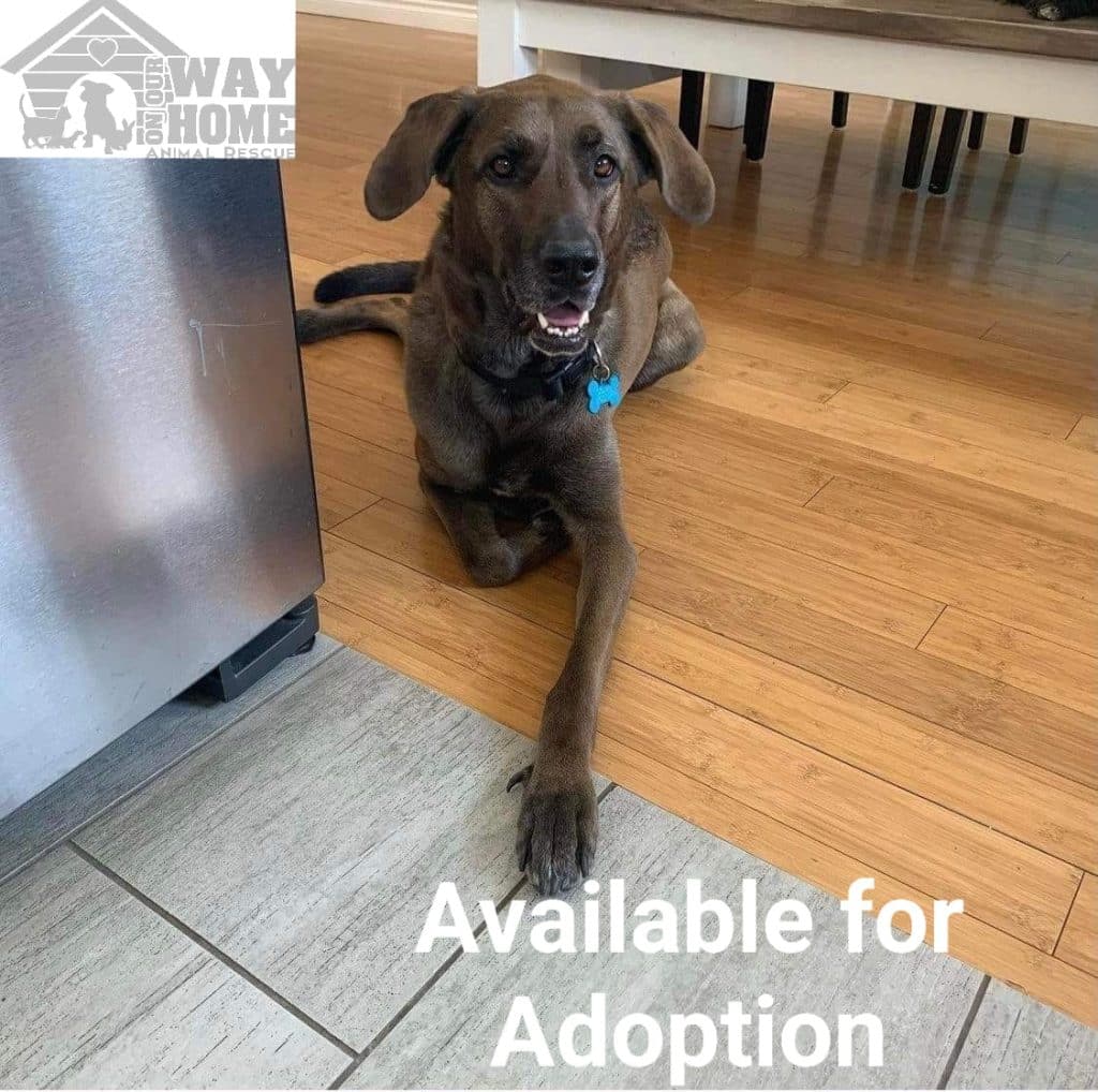 A dog laying on the floor. (Aundrea Wright - On Our Way Home Animal Rescue)