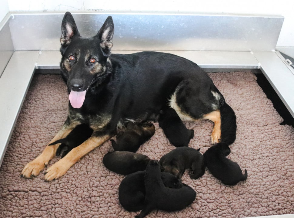 A mom german shepherd with her litter of black german shepherd puppies on brown carpet.