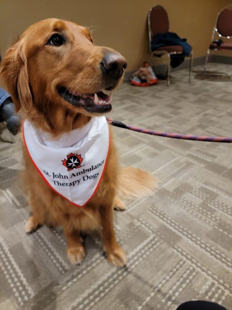 A golden retreiver sitting and smiling with a St. John Ambulance Therapy Dogs bandana around her neck.