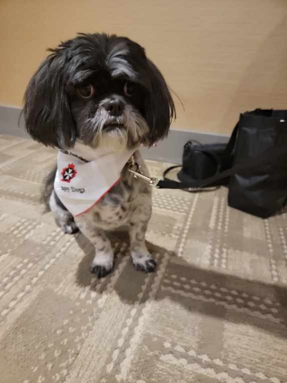 A small black and white dog with a St. John Ambulance Therapy bandana around his neck.