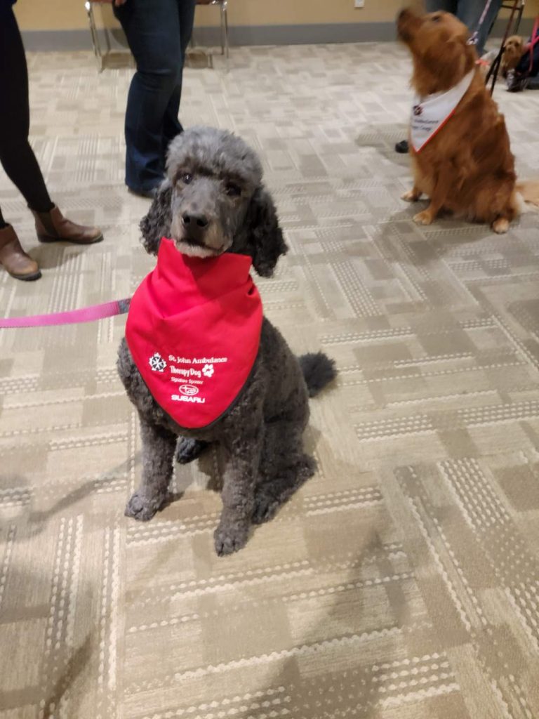 A grey, curly-haired dog sitting on the floor with a St. John Ambulance Therapy Dog around its neck.