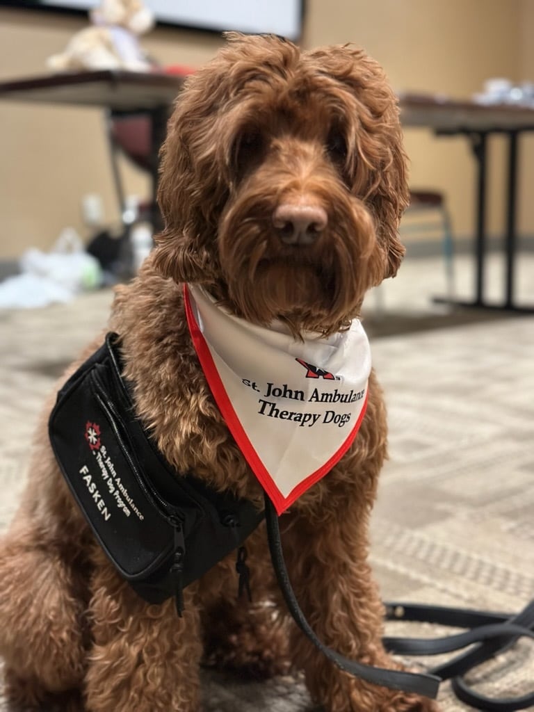 A curly haired brown dog with a St. John Ambulance Therapy Dogs bandana around his neck.