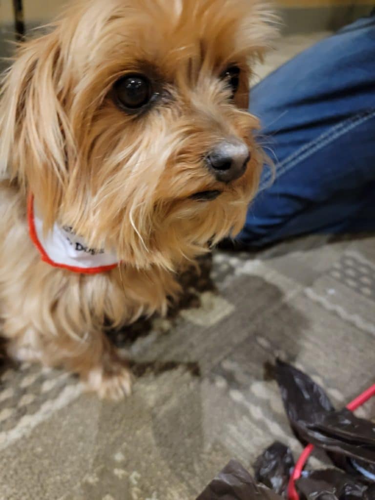 A close-up shot of a Yorkie with a bandana around its neck.