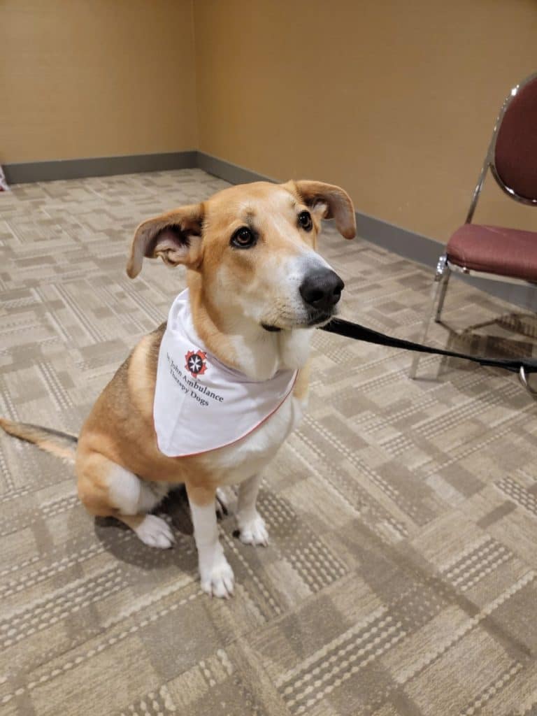 A golden dog sitting on patterned carpet with a St. John Ambulance Therapy Dogs bandana around his neck.