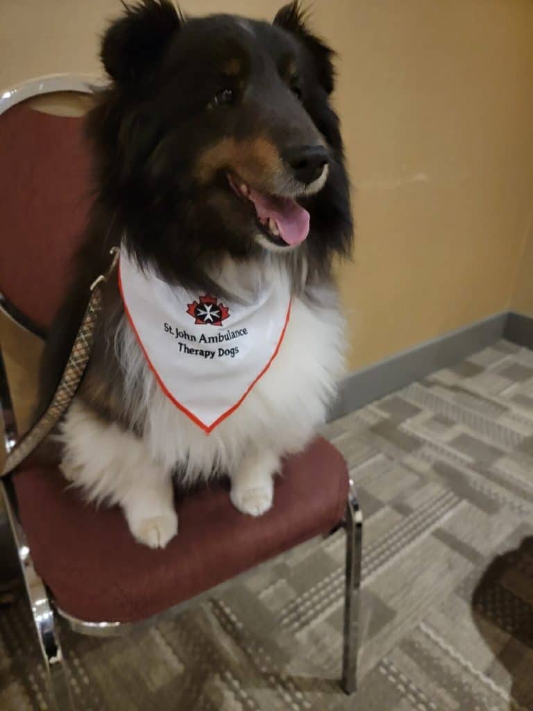 A fluffy dog sitting on a chair with a St. John Ambulance Therapy Dogs bandana around her neck.
