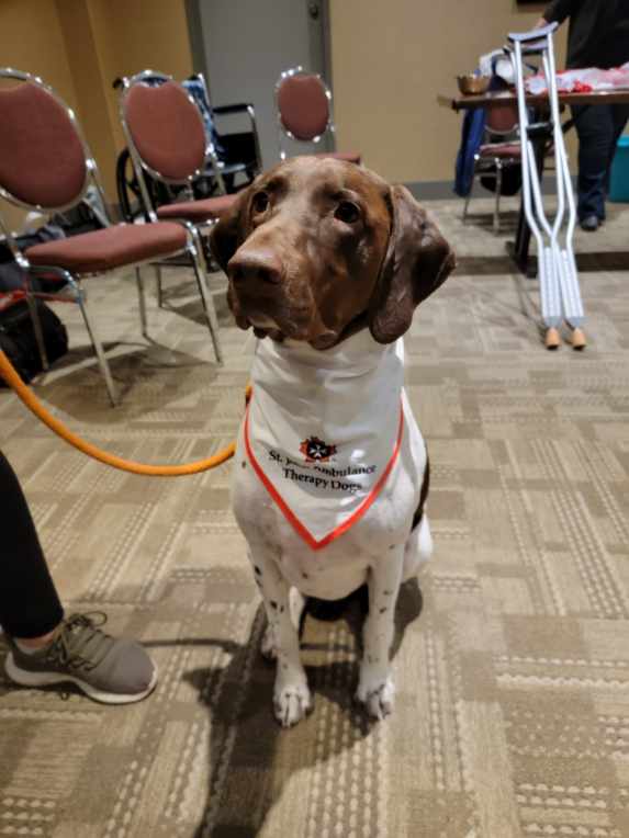 A dog sitting on patterned carpet with a St. John Ambulance Therapy Dog bandana around his neck.
