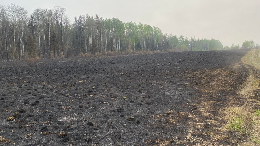 A picture of a burned out field with trees on one side.