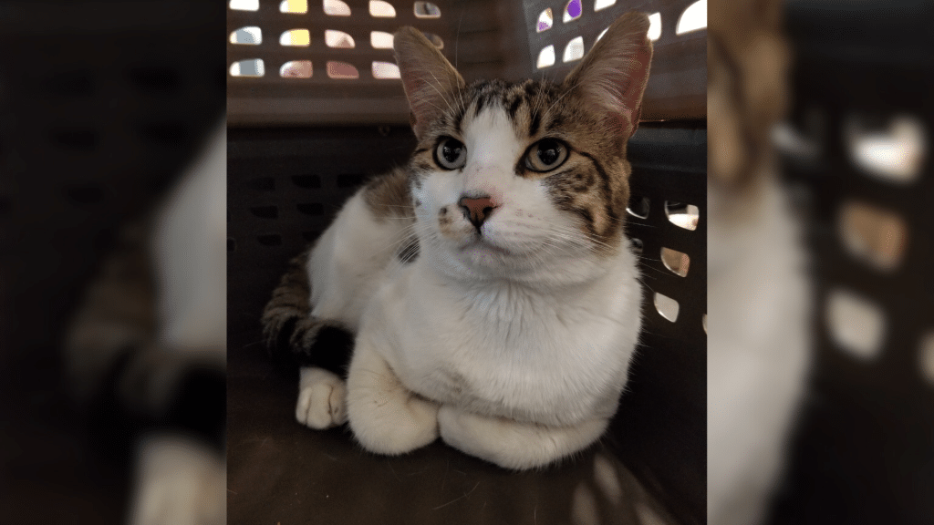 Cat hitches ride from Penticton to Dawson Creek