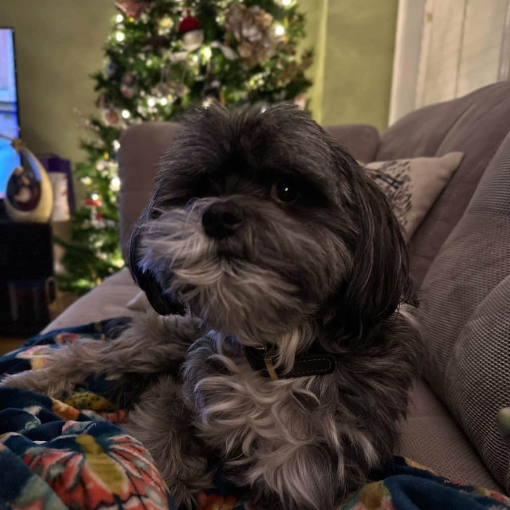 A dog in front of a Christmas tree