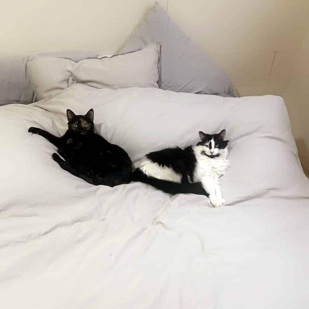 Two cats on a bed